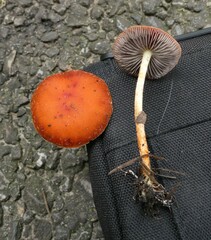 Leratiomyces ceres