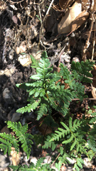 Pentagramma triangularis