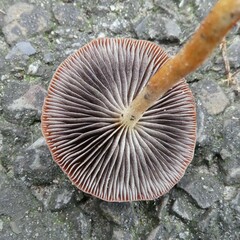 Leratiomyces ceres
