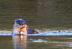 Lontra longicaudis