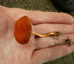 Leratiomyces ceres