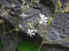 Saxifraga