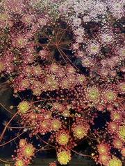 Ludwigia sedoides
