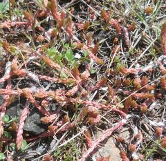 Petrosedum amplexicaule