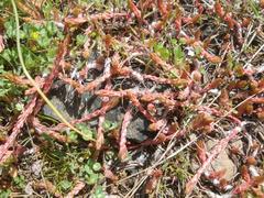 Petrosedum amplexicaule