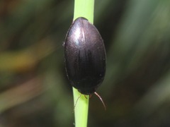 Agabus bipustulatus