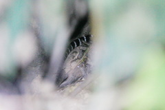 Bungarus multicinctus