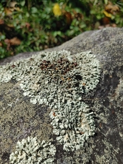 Xanthoparmelia cumberlandia