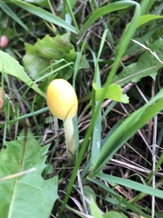 Bolbitius