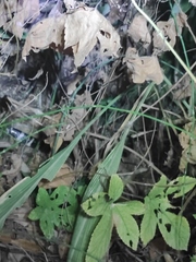 Bungarus multicinctus