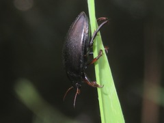 Agabus bipustulatus
