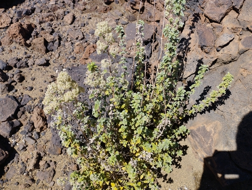 Bystropogon origanifolius var. origanifolius image