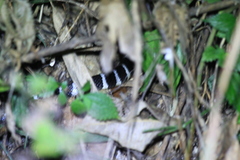 Bungarus multicinctus