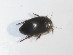 Agabus bipustulatus