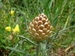 Leuzea conifera