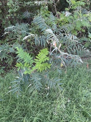 Rhus glabra