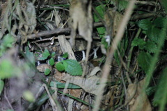 Bungarus multicinctus