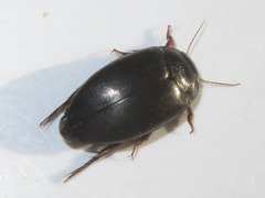 Agabus bipustulatus