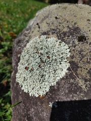 Xanthoparmelia cumberlandia
