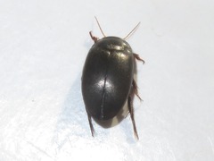 Agabus bipustulatus