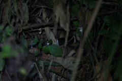 Bungarus multicinctus