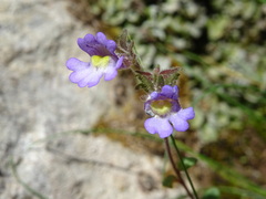 Chaenorhinum origanifolium