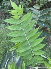 Rhus glabra