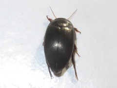 Agabus bipustulatus