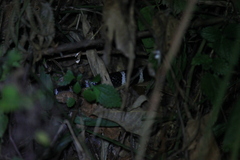 Bungarus multicinctus