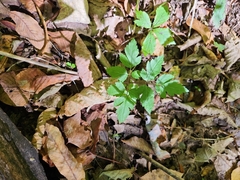 Osmorhiza longistylis