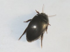 Agabus bipustulatus