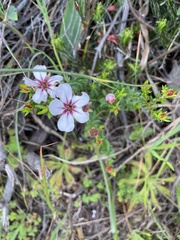 Adenandra uniflora