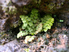 Asplenium petrarchae