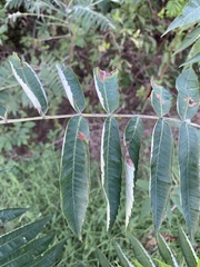 Rhus glabra