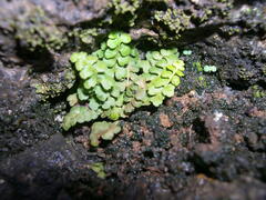 Asplenium petrarchae