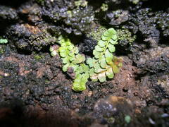 Asplenium petrarchae