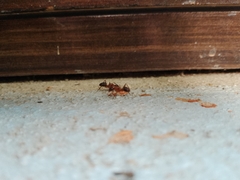 Camponotus atriceps