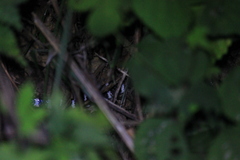 Bungarus multicinctus