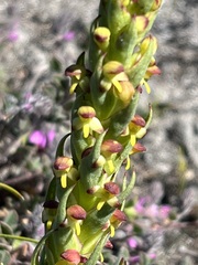Disa bracteata