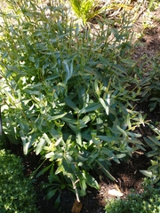 Leucanthemum maximum