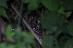 Bungarus multicinctus