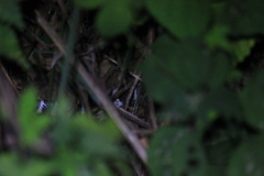 Bungarus multicinctus