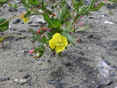 Oenothera coquimbensis