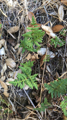 Pentagramma triangularis