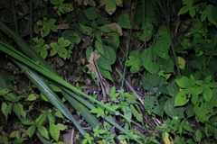 Bungarus multicinctus