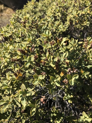 Veronica glaucophylla, photograph 1