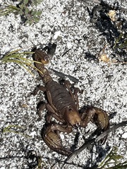 Opistophthalmus