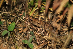 Protobothrops mucrosquamatus