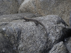 Microlophus atacamensis