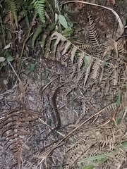 Protobothrops mucrosquamatus